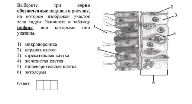 Kra37.at